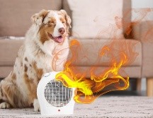 Para actuar con rapidez, es importante que los dueños sepan identificar cuándo su mascota está sufriendo por las altas temperaturas. ESPECIAL / CANVA