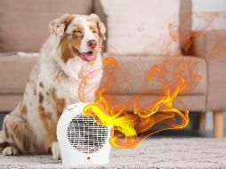 Para actuar con rapidez, es importante que los dueños sepan identificar cuándo su mascota está sufriendo por las altas temperaturas. ESPECIAL / CANVA