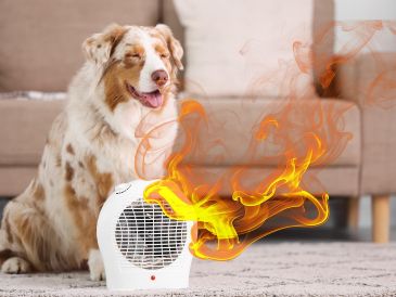 Para actuar con rapidez, es importante que los dueños sepan identificar cuándo su mascota está sufriendo por las altas temperaturas. ESPECIAL / CANVA