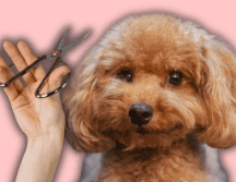 A diferencia de las personas, los caninos no transpiran a través de la piel para enfriar su cuerpo. ESPECIAL/Canva