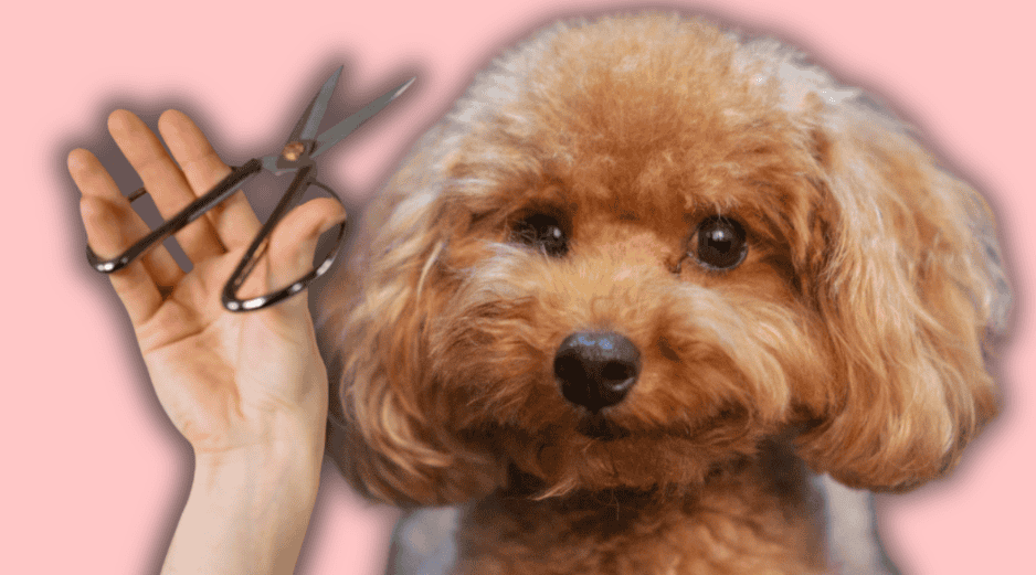 A diferencia de las personas, los caninos no transpiran a través de la piel para enfriar su cuerpo. ESPECIAL/Canva