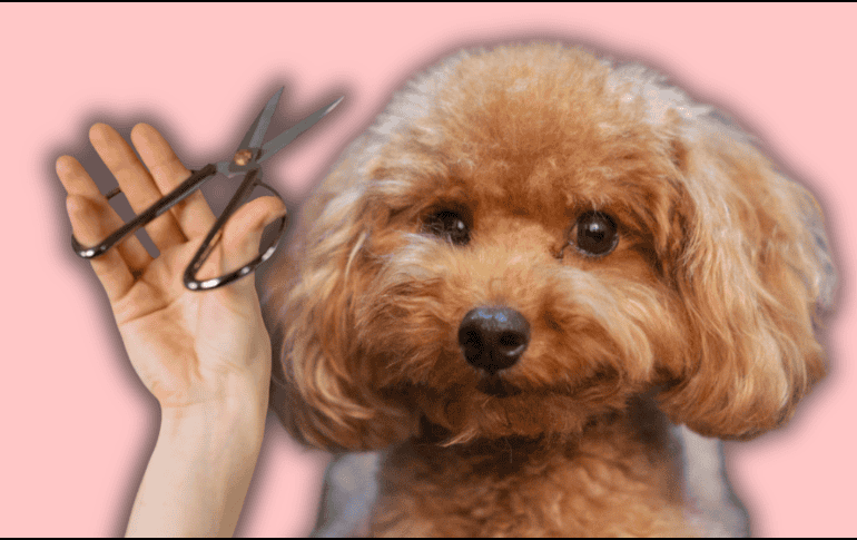 A diferencia de las personas, los caninos no transpiran a través de la piel para enfriar su cuerpo. ESPECIAL/Canva