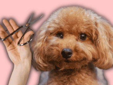 A diferencia de las personas, los caninos no transpiran a través de la piel para enfriar su cuerpo. ESPECIAL/Canva