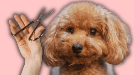 A diferencia de las personas, los caninos no transpiran a través de la piel para enfriar su cuerpo. ESPECIAL/Canva
