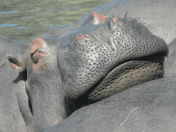 Según la explicación de la funcionaria colombiana, México expresó impedimentos legales y sanitarios para aceptar a los animales. CANVA