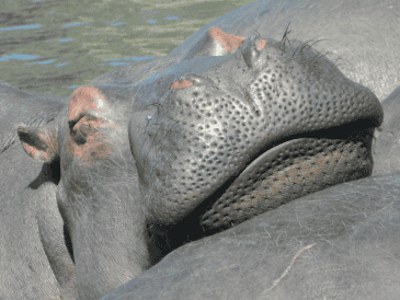 Según la explicación de la funcionaria colombiana, México expresó impedimentos legales y sanitarios para aceptar a los animales. CANVA