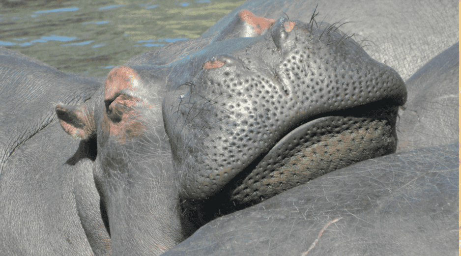 Según la explicación de la funcionaria colombiana, México expresó impedimentos legales y sanitarios para aceptar a los animales. CANVA