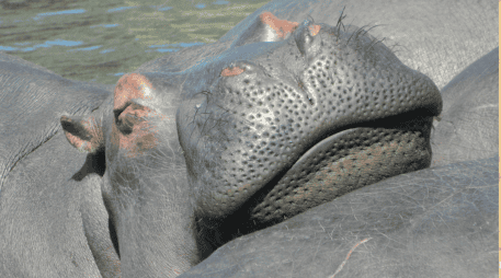 Según la explicación de la funcionaria colombiana, México expresó impedimentos legales y sanitarios para aceptar a los animales. CANVA