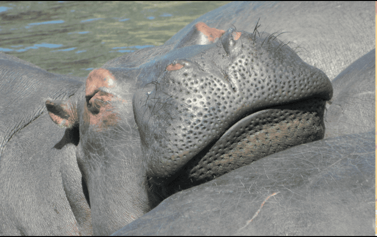 Según la explicación de la funcionaria colombiana, México expresó impedimentos legales y sanitarios para aceptar a los animales. CANVA