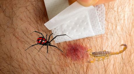 Los expertos en toxicología y Protección Civil coinciden en que los primeros auxilios correctos en casa son el primer eslabón para salvar vidas. ESPECIAL / CANVA