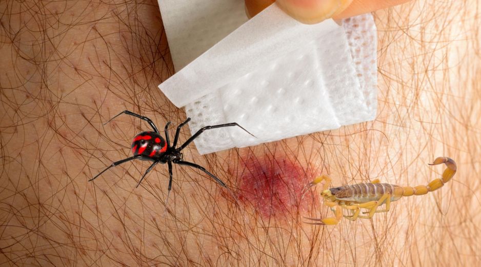 Los expertos en toxicología y Protección Civil coinciden en que los primeros auxilios correctos en casa son el primer eslabón para salvar vidas. ESPECIAL / CANVA