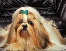 Así que ahora ya lo sabes: adoptar un perro es una decisión que cambia la dinámica de cualquier hogar. ESPECIAL / CANVA