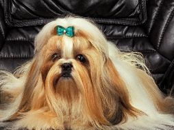 Así que ahora ya lo sabes: adoptar un perro es una decisión que cambia la dinámica de cualquier hogar. ESPECIAL / CANVA