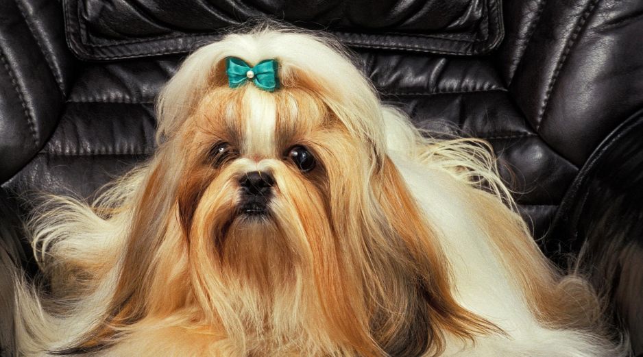 Así que ahora ya lo sabes: adoptar un perro es una decisión que cambia la dinámica de cualquier hogar. ESPECIAL / CANVA