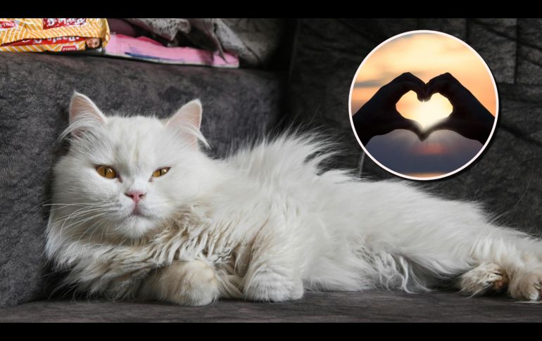 A diferencia de los perros, que son sumamente expresivos, los felinos utilizan un código de afecto mucho más sutil y altamente específico que ocurre todos los días en tu hogar. ESPECIAL/PIXABAY