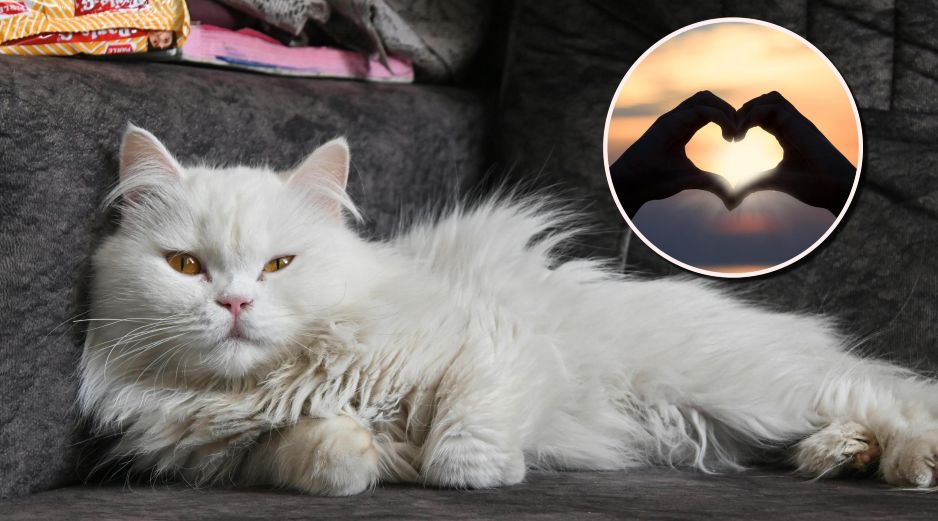 A diferencia de los perros, que son sumamente expresivos, los felinos utilizan un código de afecto mucho más sutil y altamente específico que ocurre todos los días en tu hogar. ESPECIAL/PIXABAY