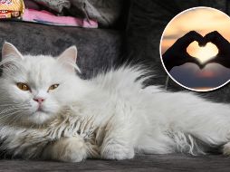 A diferencia de los perros, que son sumamente expresivos, los felinos utilizan un código de afecto mucho más sutil y altamente específico que ocurre todos los días en tu hogar. ESPECIAL/PIXABAY