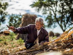 El costo del maís, presionado por el alza de los combustibles y fertilizantes, tiene relación con la guerra en Medio Oriente. EL INFORMADOR/Archivo
