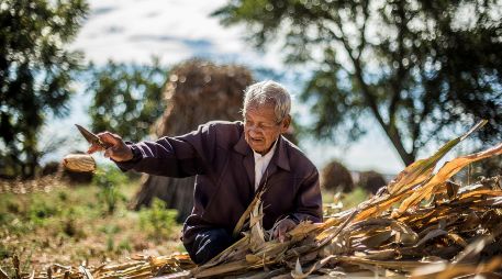 El costo del maís, presionado por el alza de los combustibles y fertilizantes, tiene relación con la guerra en Medio Oriente. EL INFORMADOR/Archivo
