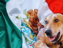 El famoso perro 