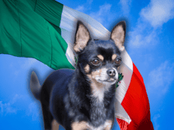 Cada uno de estos caninos cuenta una parte fundamental de la historia del país, abarcando desde la profunda espiritualidad prehispánica hasta la resiliencia urbana de la época contemporánea. ESPECIAL/Canva