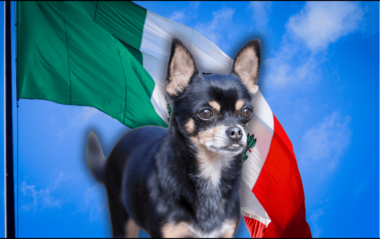 Cada uno de estos caninos cuenta una parte fundamental de la historia del país, abarcando desde la profunda espiritualidad prehispánica hasta la resiliencia urbana de la época contemporánea. ESPECIAL/Canva