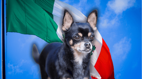 Cada uno de estos caninos cuenta una parte fundamental de la historia del país, abarcando desde la profunda espiritualidad prehispánica hasta la resiliencia urbana de la época contemporánea. ESPECIAL/Canva