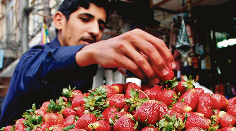 Investigación en Estados Unidos analiza si exportaciones de fresa mexicana afectan a productores locales, sin sanciones hasta ahora. EL INFORMADOR/ Archivo