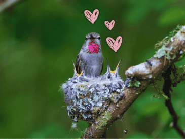 Es importante, si un colibrí anida en tu casa, saber cómo debes actuar hoy mismo para proteger a esta ave mística sin alterar su ciclo natural. ESPECIAL / CANVA
