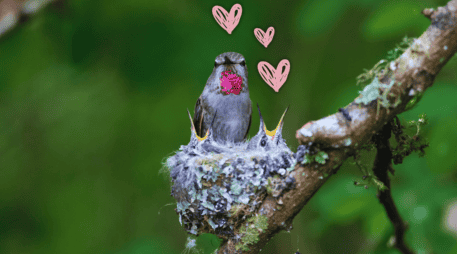 Es importante, si un colibrí anida en tu casa, saber cómo debes actuar hoy mismo para proteger a esta ave mística sin alterar su ciclo natural. ESPECIAL / CANVA