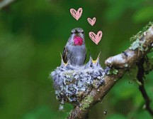 Es importante, si un colibrí anida en tu casa, saber cómo debes actuar hoy mismo para proteger a esta ave mística sin alterar su ciclo natural. ESPECIAL / CANVA