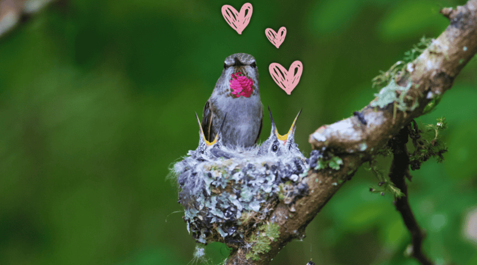 Es importante, si un colibrí anida en tu casa, saber cómo debes actuar hoy mismo para proteger a esta ave mística sin alterar su ciclo natural. ESPECIAL / CANVA