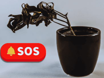 Para que la planta concentre su energía en recuperarse, elimina hojas secas o podridas, tallos muertos y ramas débiles. ESPECIAL / CANVA