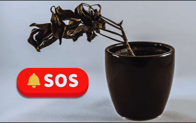 Para que la planta concentre su energía en recuperarse, elimina hojas secas o podridas, tallos muertos y ramas débiles. ESPECIAL / CANVA