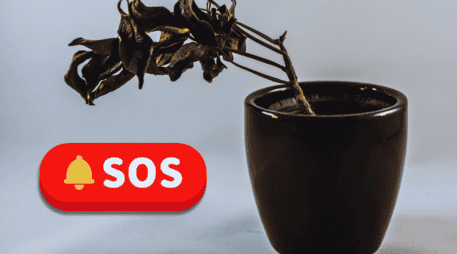 Para que la planta concentre su energía en recuperarse, elimina hojas secas o podridas, tallos muertos y ramas débiles. ESPECIAL / CANVA