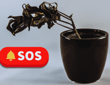 Para que la planta concentre su energía en recuperarse, elimina hojas secas o podridas, tallos muertos y ramas débiles. ESPECIAL / CANVA