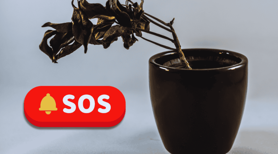 Para que la planta concentre su energía en recuperarse, elimina hojas secas o podridas, tallos muertos y ramas débiles. ESPECIAL / CANVA