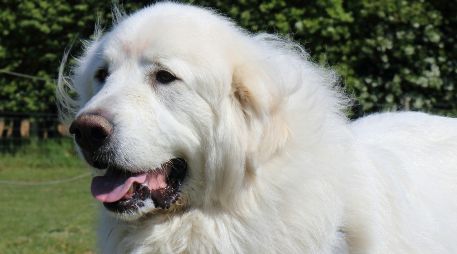 Es importante darle a tu perro su propio territorio al aire libre para evitar que se sienta ansioso o sea destructivo dentro de casaUNSPLASH / B. WILLIAMSON