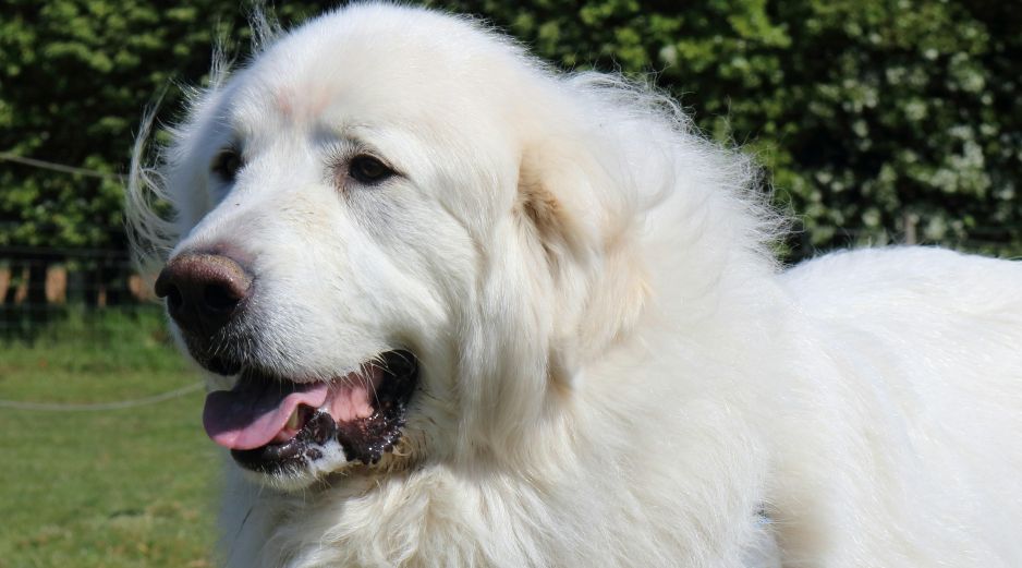 Es importante darle a tu perro su propio territorio al aire libre para evitar que se sienta ansioso o sea destructivo dentro de casaUNSPLASH / B. WILLIAMSON