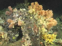 La desaparición de los corales coincidió con una fase prolongada de La Niña. EFE/Fundación Charles Darwin