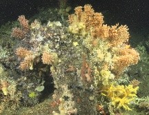 La desaparición de los corales coincidió con una fase prolongada de La Niña. EFE/Fundación Charles Darwin