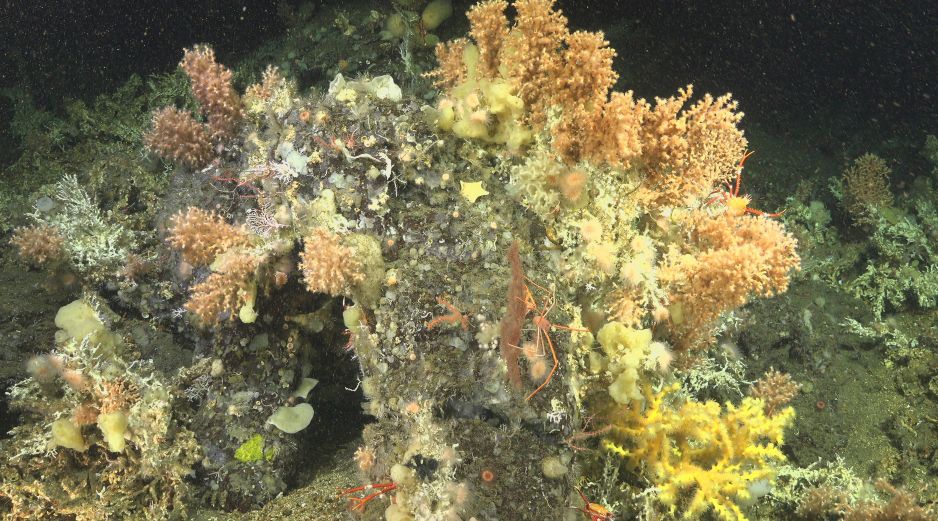 La desaparición de los corales coincidió con una fase prolongada de La Niña. EFE/Fundación Charles Darwin