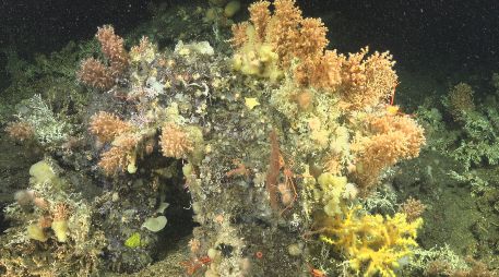 La desaparición de los corales coincidió con una fase prolongada de La Niña. EFE/Fundación Charles Darwin