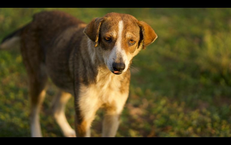 Los perritos amarillos que ves en las taquerías ahora son una raza mexicana más. PEXELS