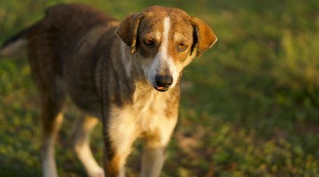 Los perritos amarillos que ves en las taquerías ahora son una raza mexicana más. PEXELS