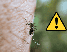Durante las olas de calor combinadas con lluvias atípicas, los mosquitos no solo se reproducen más rápido en cualquier acumulación de agua estancada, sino que también transmiten enfermedades con mayor velocidad. CANVA