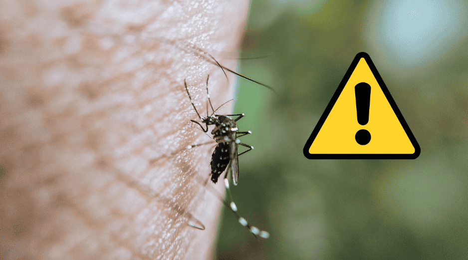 Durante las olas de calor combinadas con lluvias atípicas, los mosquitos no solo se reproducen más rápido en cualquier acumulación de agua estancada, sino que también transmiten enfermedades con mayor velocidad. CANVA