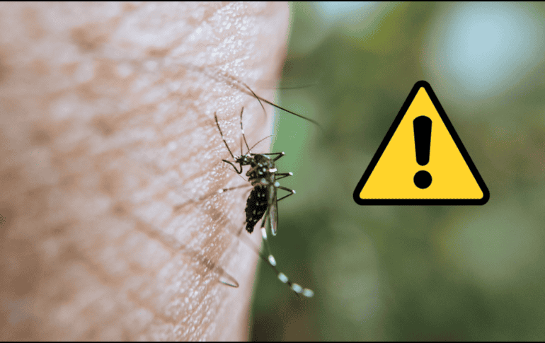 Durante las olas de calor combinadas con lluvias atípicas, los mosquitos no solo se reproducen más rápido en cualquier acumulación de agua estancada, sino que también transmiten enfermedades con mayor velocidad. CANVA