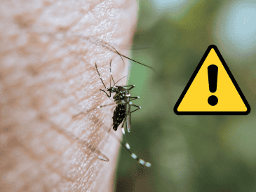 Durante las olas de calor combinadas con lluvias atípicas, los mosquitos no solo se reproducen más rápido en cualquier acumulación de agua estancada, sino que también transmiten enfermedades con mayor velocidad. CANVA