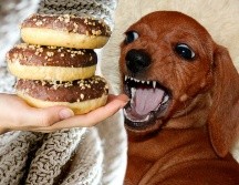 Conocer esta información no solo previene visitas de urgencia, sino que literalmente puede salvar la vida de tu mejor amigo de cuatro patas. ESPECIAL / CANVA